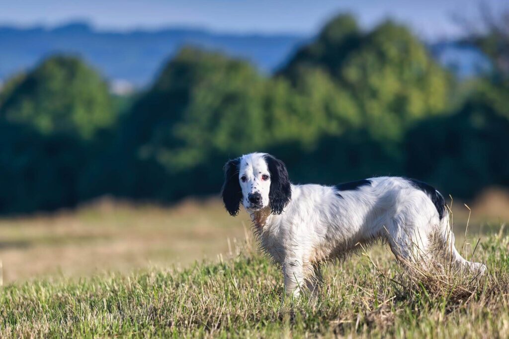 dog in landscape