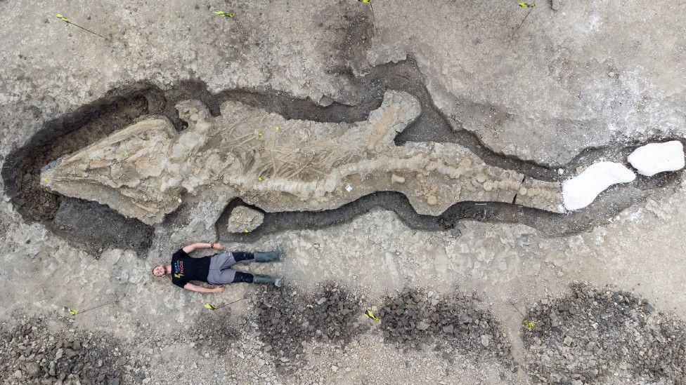 Palaeontologist Dr Dean Lomax (being used for scale) with the Rutland Water Ichthyosaur